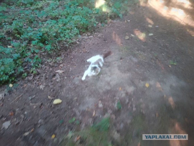 Жизнь домашнего приюта для котеек 558