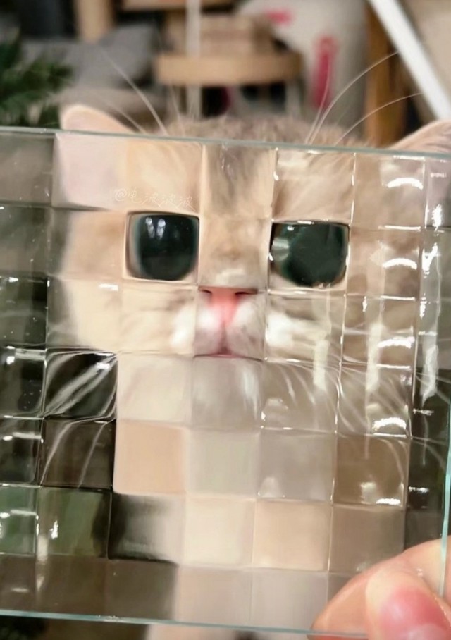 Кот - глазастик.