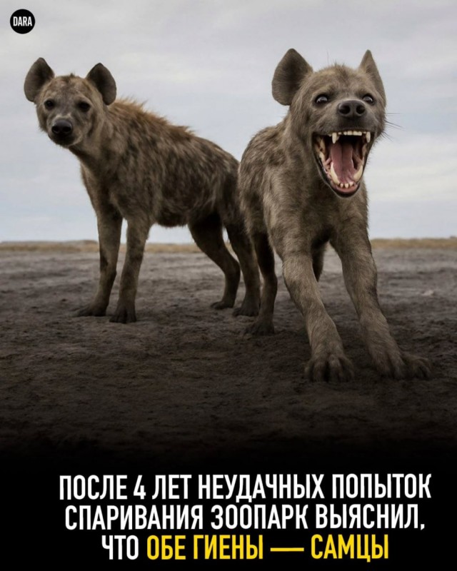 Бесполезная информация
