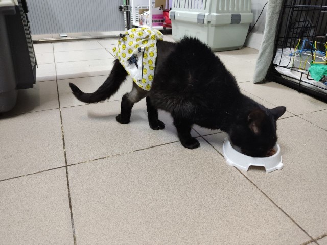 Черные котики не умирают первого января!