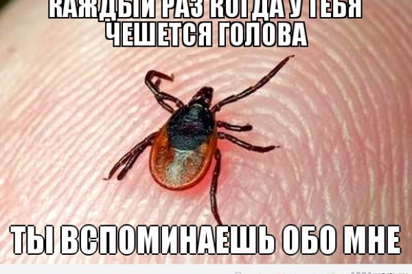 В средней полосе России начался пик активности клещей