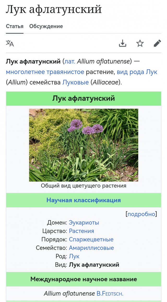 Помогите опознать растение
