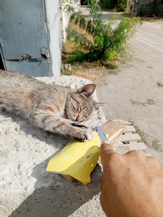 Котейка