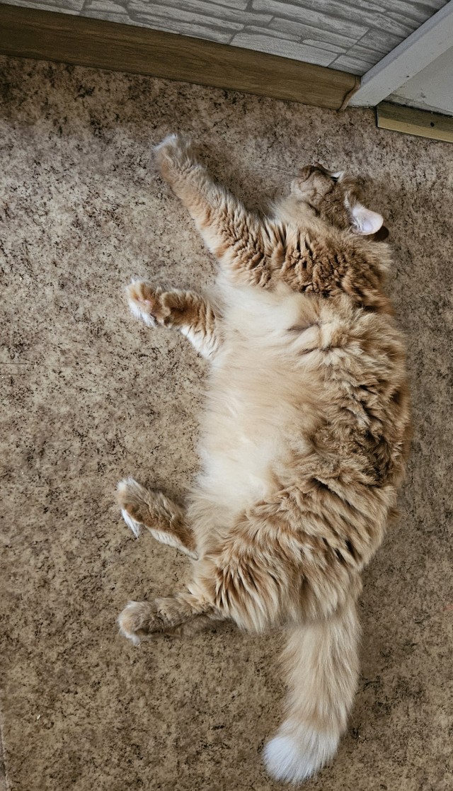 Котовторник 29.09.2026