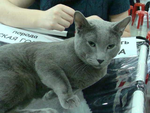 Выставка кошек. Котовторник