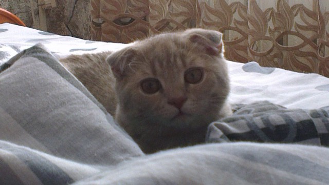 Котовторник 01.04.2014