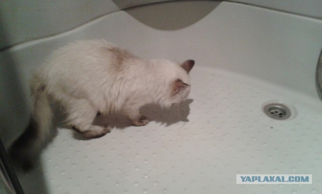 Котовторник   15.04.2014