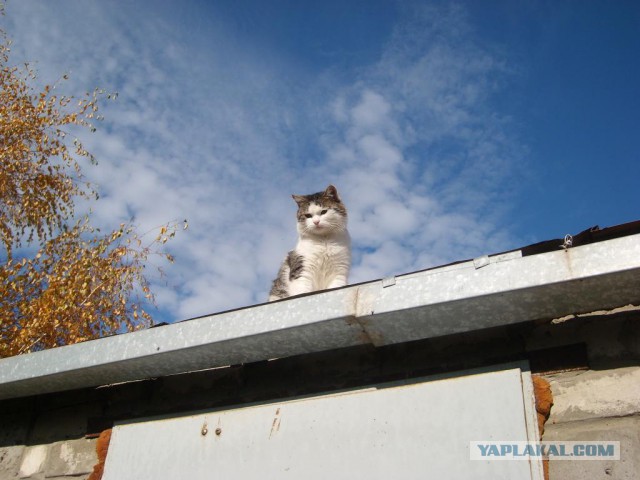 Котовторник 05.08.2014