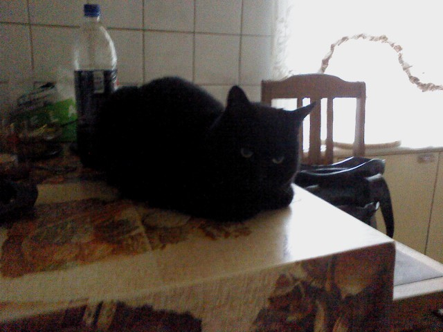 Жизнь домашнего приюта для котеек 26