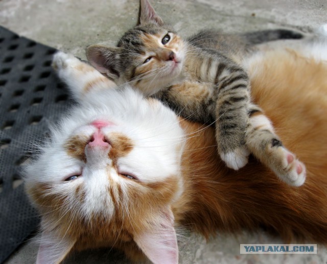 Котовторник 2.12.14