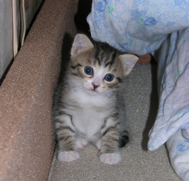 Котовторник 9.12.2014