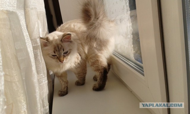 Котовторник 30.12.2014