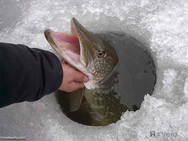 Весёлое из сети