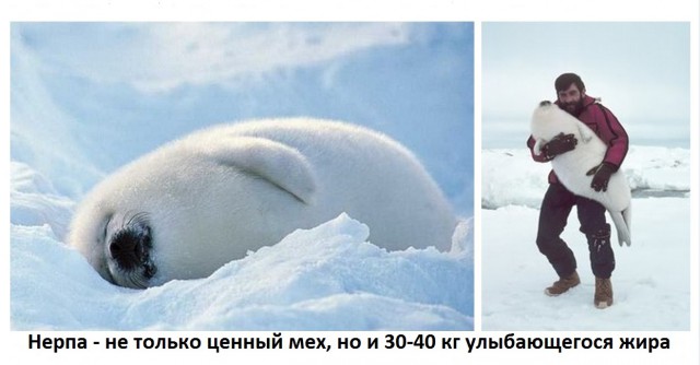 Как парень спасал ламантина