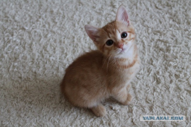 Котовторник  21.07.2015