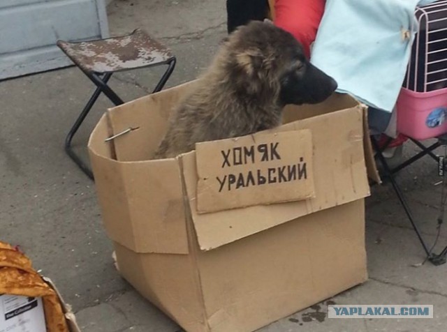 Картинки из инета