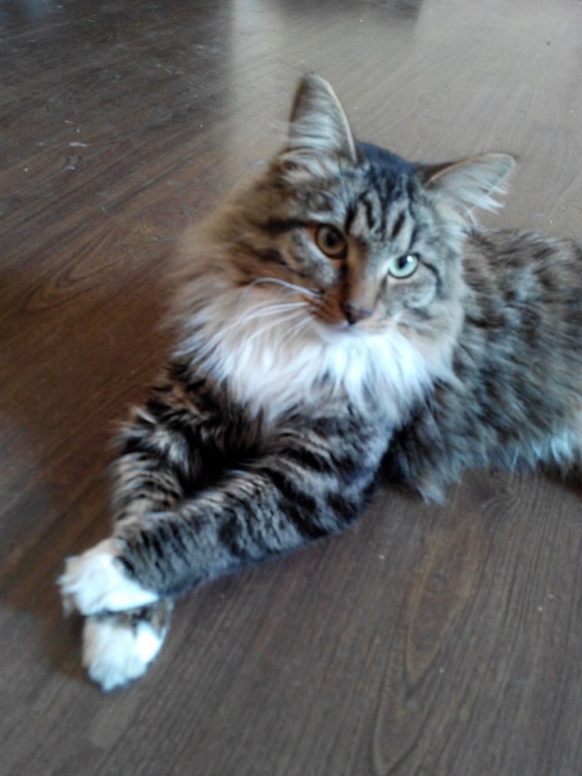 Котовторник 17.11.2015