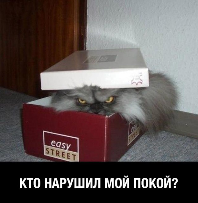 Веселые картинки