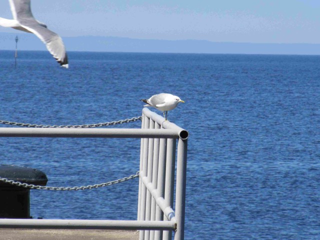 Я узнал, что у меня есть огромная семья