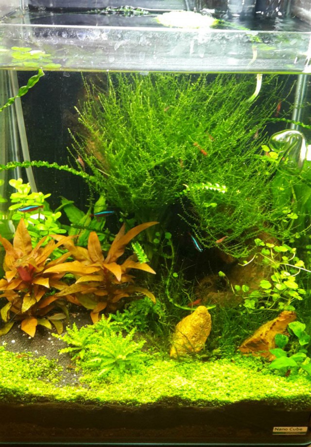 А запилю-ка я пост про рыбок (покажите своим котикам)