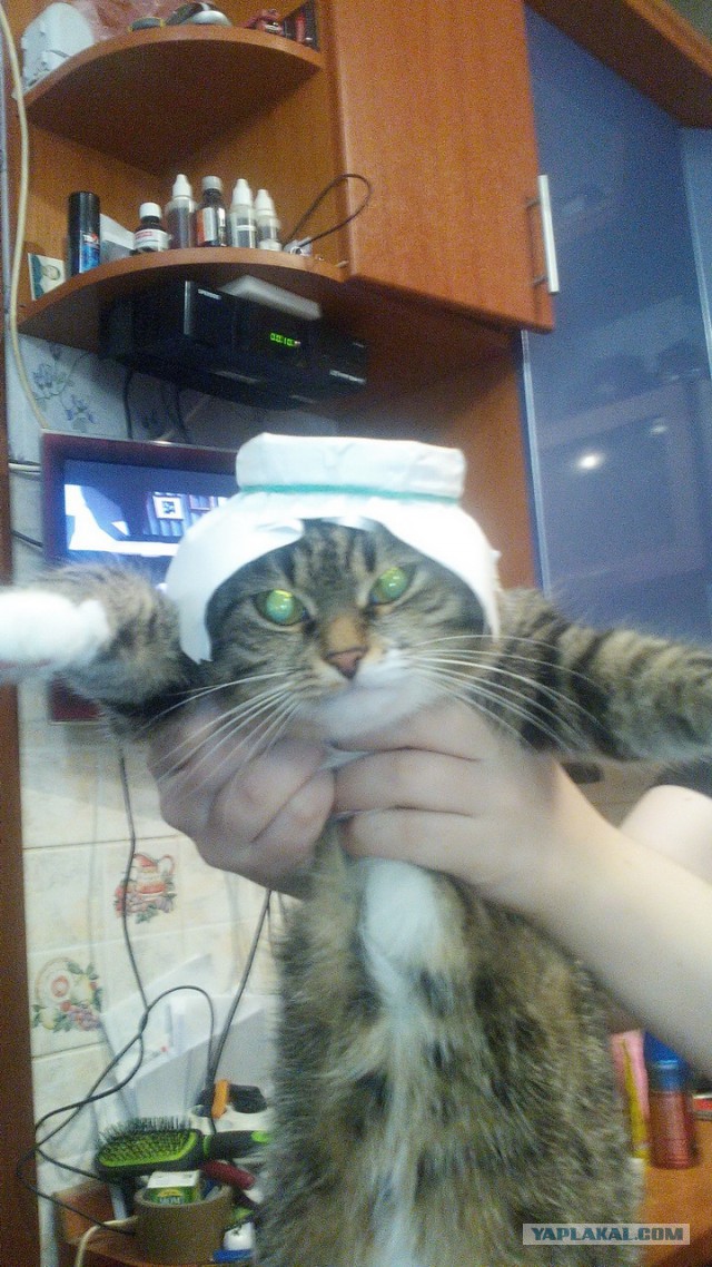 Котовторник 19.04.2016