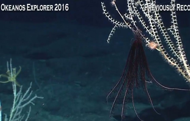 Началась онлайн-трансляция происходящего в самом глубоком месте Земли