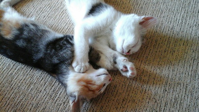 Котовторник 05.07.16