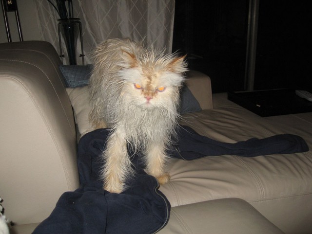 Коты из сети