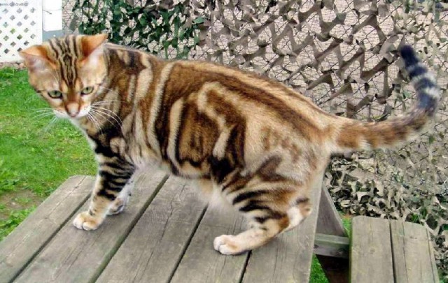 Коты из сети