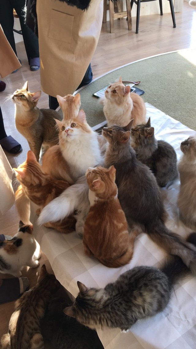 Коты и Кошки