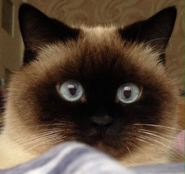 Коты и Кошки