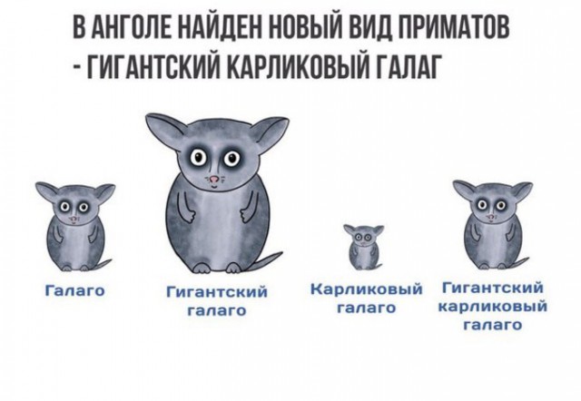 Подборка интересных и веселых картинок