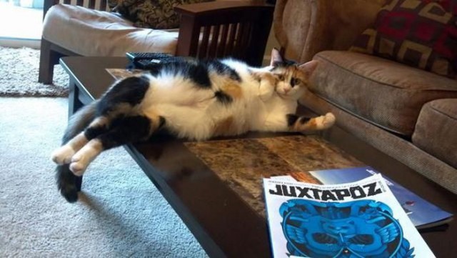 Коты и Кошки