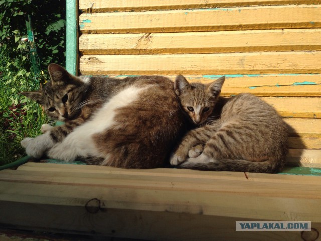 Котовторник 11.07.2017