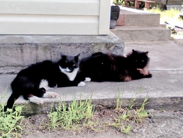 Котовторник 18.07.2017
