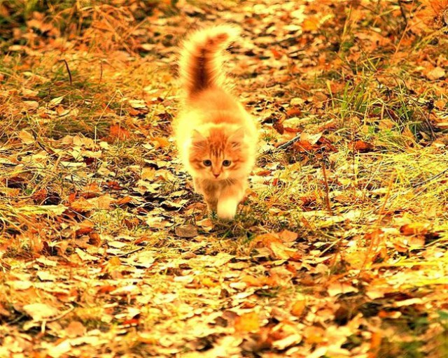 Осеннему котовторнику быть!