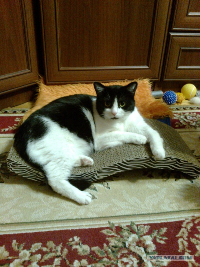 Котовторник 31.10.2017
