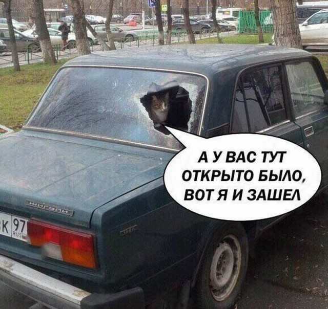 Коты. Отнюдь не ми-ми-ми.