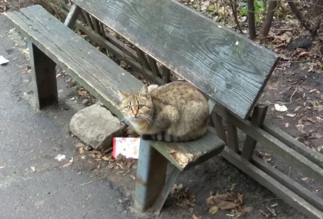 Котовторник 12.12.2017