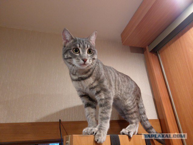 Котовторник 9.01.2018