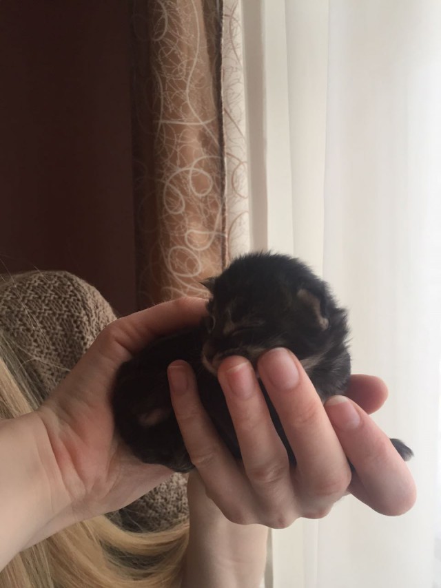 Котовторник  13.02.2018