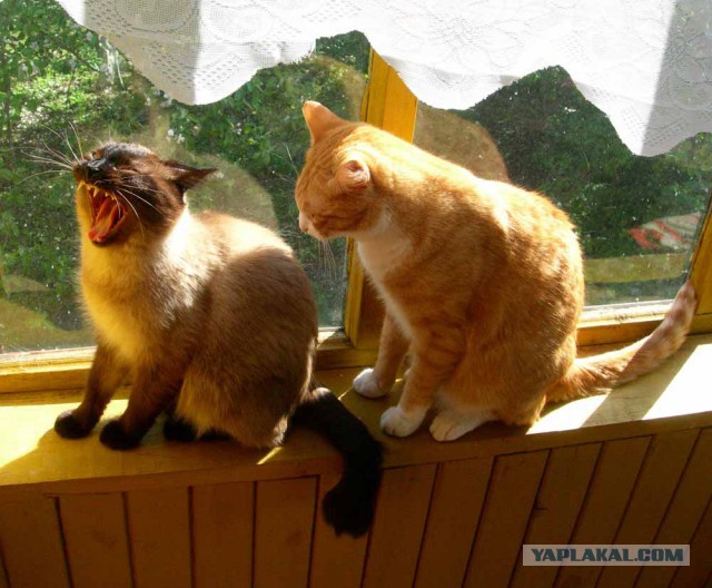 Котовторник 22.05.2018