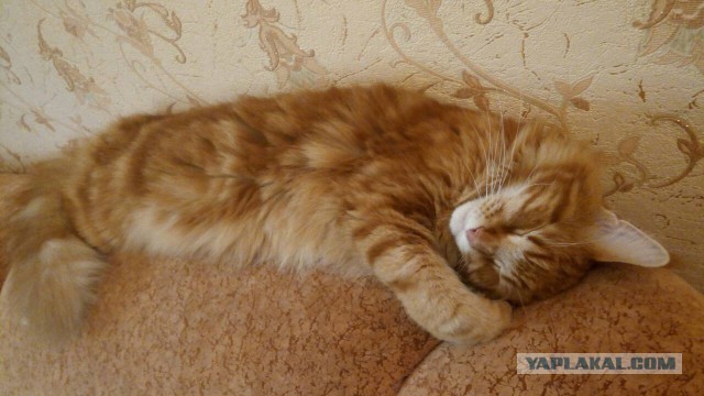 Котовторник 07.08.2018