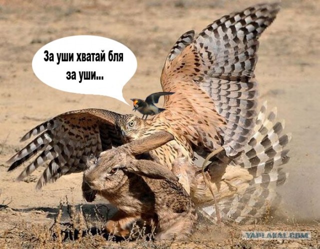 Оседлать орла!