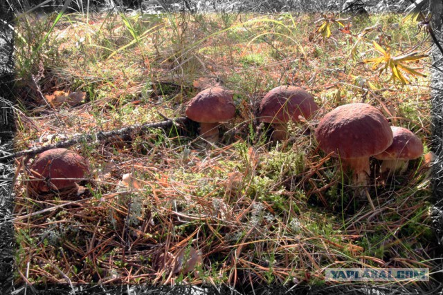 Мифы и факты о грибах в разгар сезона