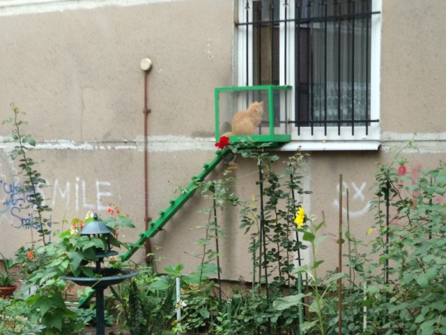 Прикольных котов пост