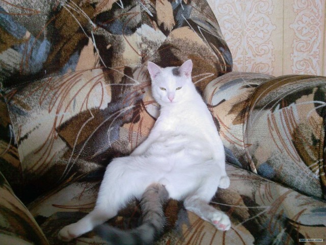 It's Catursday Fever! (Котовторник)