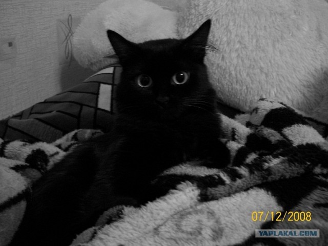 Котовторник объявляется открытым!