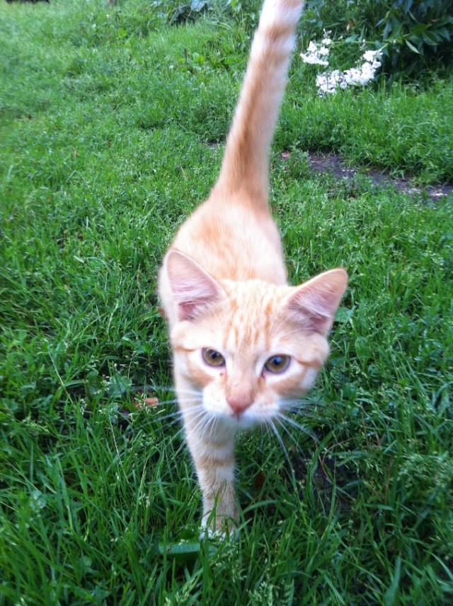 Десантный котовторник