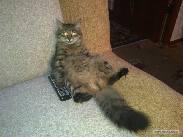 Котовторник (31.01.2012)